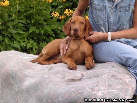 Kurzhaariger Ungarischer Vorstehhund Hunde Foto 13675 Kurzhaariger Ungarischer Vorstehhund Chira 4 Monate alt