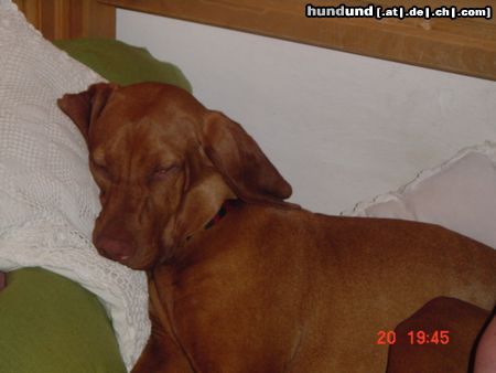 Kurzhaariger Ungarischer Vorstehhund Hunde Foto 21622 in höherer Auflösung ansehen Kurzhaariger Ungarischer Vorstehhund Heike von der Pulkau