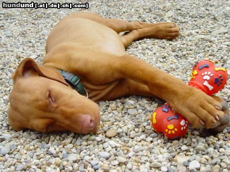 Kurzhaariger Ungarischer Vorstehhund Hunde Foto 12069 Kurzhaariger Ungarischer Vorstehhund Drahthaar Magyar Vizsla, 12 Wochen
