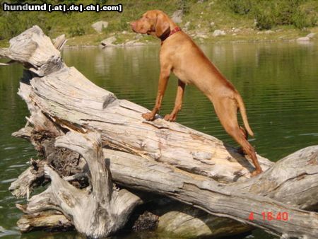Kurzhaariger Ungarischer Vorstehhund Hunde Foto 20328 in höherer Auflösung ansehen Kurzhaariger Ungarischer Vorstehhund Heike von der Pulkau