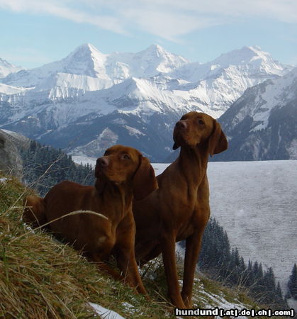 Kurzhaariger Ungarischer Vorstehhund von Hentschenried jagdliche Leistungszucht