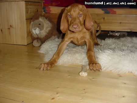 Kurzhaariger Ungarischer Vorstehhund Hunde Foto 6507 Kurzhaariger Ungarischer Vorstehhund Tombolo von Noppel 12. Woche