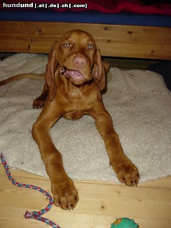 Kurzhaariger Ungarischer Vorstehhund Hunde Foto 7256 Kurzhaariger Ungarischer Vorstehhund Ich bins mal wieder Tombolo, bei einer meiner lieblings Beschäftigungen ;-) Ich bin mittlerweile 16 Wochen alt :-)