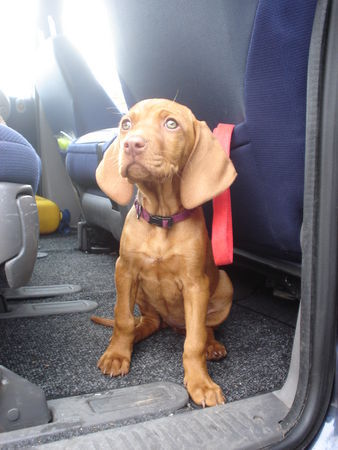 Kurzhaariger Ungarischer Vorstehhund Amie um ersten Mal in unserem Auto