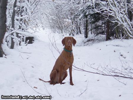 Kurzhaariger Ungarischer Vorstehhund Hunde Foto 8391 Kurzhaariger Ungarischer Vorstehhund Baika vom Ammerholz