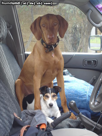 Kurzhaariger Ungarischer Vorstehhund Hunde Foto 45337 in höherer Auflösung ansehen Kurzhaariger Ungarischer Vorstehhund Caspar & Tia