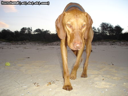 Kurzhaariger Ungarischer Vorstehhund Caspar