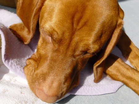 Kurzhaariger Ungarischer Vorstehhund Hunde Foto 30054 in höherer Auflösung ansehen Kurzhaariger Ungarischer Vorstehhund Ibo of Sirius