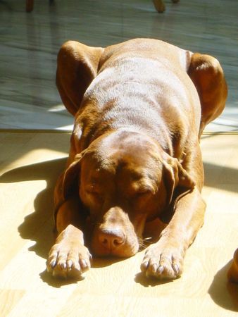 Kurzhaariger Ungarischer Vorstehhund Hunde Foto 35393 in höherer Auflösung ansehen Kurzhaariger Ungarischer Vorstehhund Mittagsschlaf