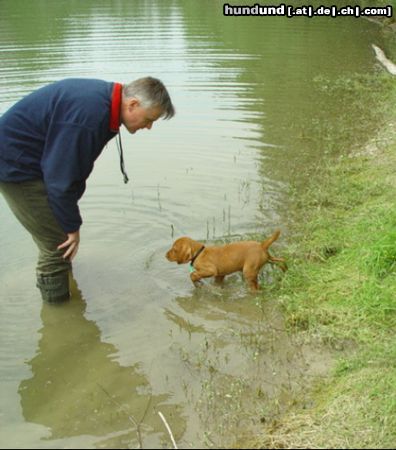 Kurzhaariger Ungarischer Vorstehhund Hunde Foto 11673 Kurzhaariger Ungarischer Vorstehhund Drahthaar Vizsla Hündin