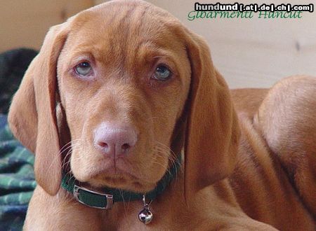 Kurzhaariger Ungarischer Vorstehhund Drahthaar Vizsla Hündin 