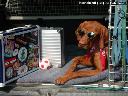 Kurzhaariger Ungarischer Vorstehhund Hunde Foto 24974 in höherer Auflösung ansehen Kurzhaariger Ungarischer Vorstehhund Ein echt cooler Vizsla ....