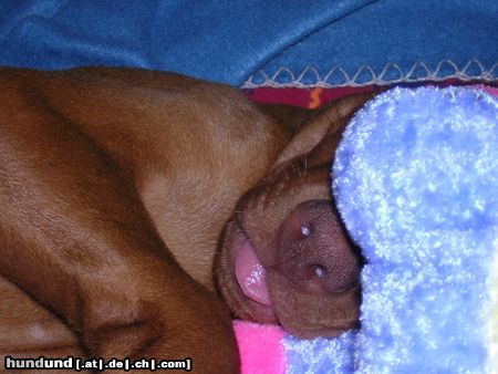 Kurzhaariger Ungarischer Vorstehhund Hunde Foto 15779 in höherer Auflösung ansehen Kurzhaariger Ungarischer Vorstehhund *bäh*