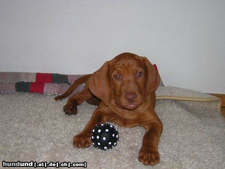 Kurzhaariger Ungarischer Vorstehhund Hunde Foto 13394 Kurzhaariger Ungarischer Vorstehhund Phoebe mit 9 Wochen