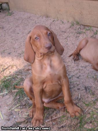 Kurzhaariger Ungarischer Vorstehhund Hunde Foto 5711 Kurzhaariger Ungarischer Vorstehhund f-wurf herr grabler
