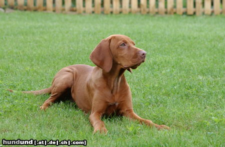 Kurzhaariger Ungarischer Vorstehhund Hunde Foto 25333 in höherer Auflösung ansehen Kurzhaariger Ungarischer Vorstehhund Vigo der schönste Vizsla