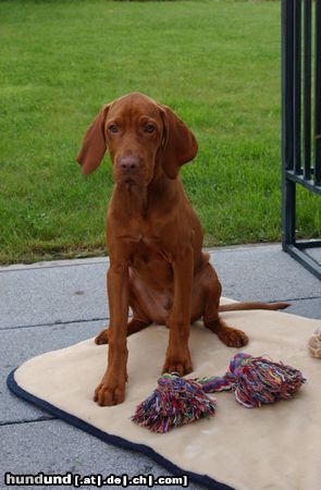 Kurzhaariger Ungarischer Vorstehhund Hunde Foto 25332 in höherer Auflösung ansehen Kurzhaariger Ungarischer Vorstehhund Vigo's Lieblingsspielzeug