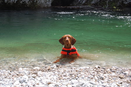 Kurzhaariger Ungarischer Vorstehhund luxatori örnagy