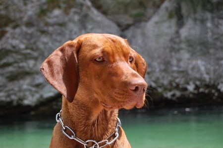 agyar-Vizsla-Geschichte-Haltung-Ausbildung-Zucht