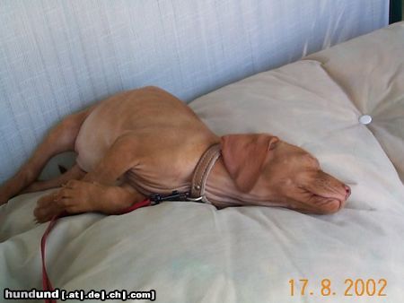 Kurzhaariger Ungarischer Vorstehhund Hunde Foto 2818 Kurzhaariger Ungarischer Vorstehhund Unsere Mini beim Mittagsschläfchen