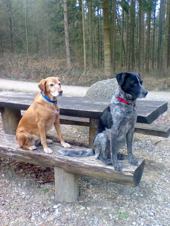 Kurzhaariger Ungarischer Vorstehhund Gina Vizslamix und Roxy