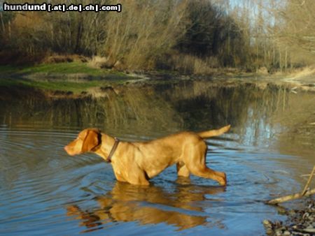 Kurzhaariger Ungarischer Vorstehhund Winter in den Donauauen bei Wien. HATA .10 Monate