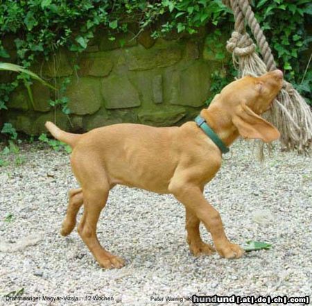 Kurzhaariger Ungarischer Vorstehhund Hunde Foto 12070 Kurzhaariger Ungarischer Vorstehhund Drahthaar Magyar Vizsla, 12 Wochen