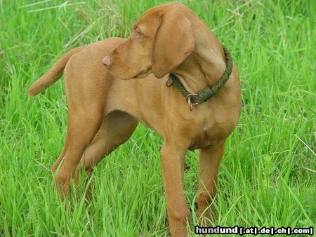 Kurzhaariger Ungarischer Vorstehhund Hunde Foto 12546 Kurzhaariger Ungarischer Vorstehhund