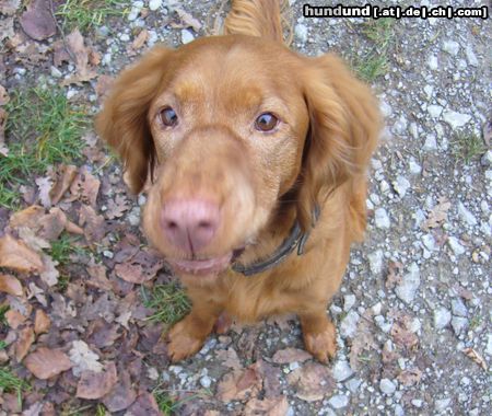 Kurzhaariger Ungarischer Vorstehhund Enja, Langhaarviszla