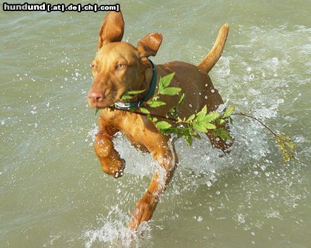 Kurzhaariger Ungarischer Vorstehhund Hunde Foto 14473 Kurzhaariger Ungarischer Vorstehhund Drahthaar Vizsla Hündin, HATA, 5 Monate alt, Donau bei Wien
