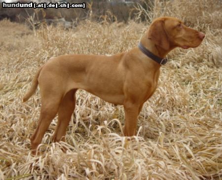 Kurzhaariger Ungarischer Vorstehhund Hunde Foto 18279 Kurzhaariger Ungarischer Vorstehhund Drahthaar Vizsla Hündin, HATA- Donauauen bei Wien -