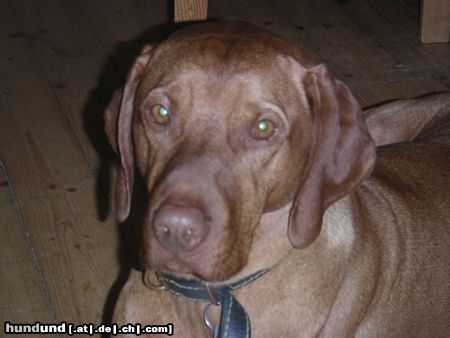 Kurzhaariger Ungarischer Vorstehhund Hunde Foto 21200 Kurzhaariger Ungarischer Vorstehhund Hektor
