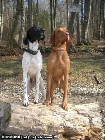 Kurzhaariger Ungarischer Vorstehhund Hunde Foto 10210 Kurzhaariger Ungarischer Vorstehhund Siehst du es......?