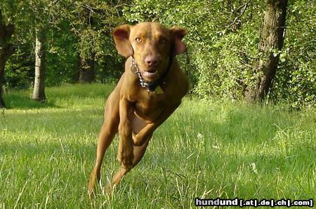 Kurzhaariger Ungarischer Vorstehhund Hunde Foto 23210 Kurzhaariger Ungarischer Vorstehhund unser Vizsla
