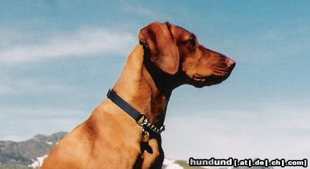 Kurzhaariger Ungarischer Vorstehhund Hunde Foto 23212 Kurzhaariger Ungarischer Vorstehhund unser Vizsla