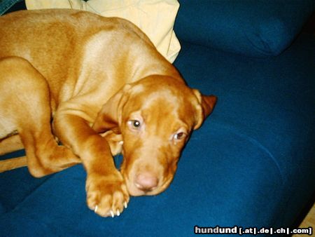 Kurzhaariger Ungarischer Vorstehhund Hunde Foto 13875 Kurzhaariger Ungarischer Vorstehhund ares von den nibelungen 11 wochen