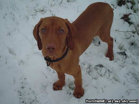 Kurzhaariger Ungarischer Vorstehhund Hunde Foto 13874 Kurzhaariger Ungarischer Vorstehhund ares von den nibelungen 3 1/2 monate