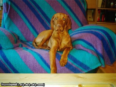 Kurzhaariger Ungarischer Vorstehhund Hunde Foto 13829 Kurzhaariger Ungarischer Vorstehhund mein sessel