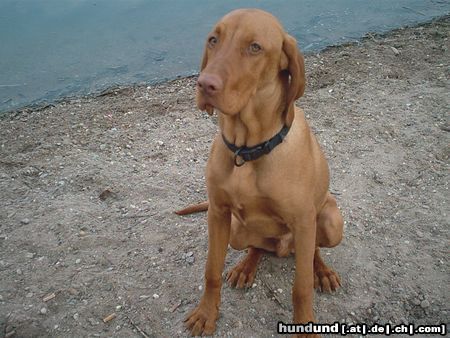 Kurzhaariger Ungarischer Vorstehhund Hunde Foto 13831 Kurzhaariger Ungarischer Vorstehhund ares aus worms