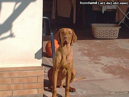 Kurzhaariger Ungarischer Vorstehhund Hunde Foto 13832 Kurzhaariger Ungarischer Vorstehhund ares 5 monate