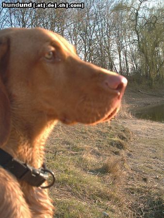 Kurzhaariger Ungarischer Vorstehhund Hunde Foto 13833 Kurzhaariger Ungarischer Vorstehhund ares