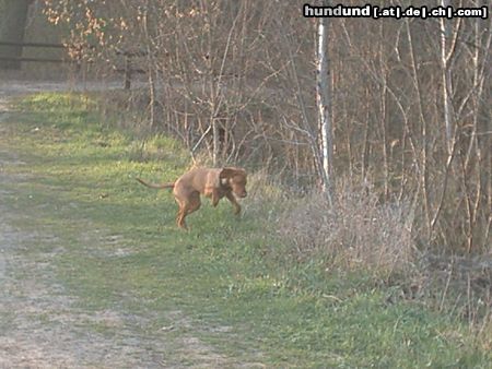 Kurzhaariger Ungarischer Vorstehhund Hunde Foto 13830 Kurzhaariger Ungarischer Vorstehhund was ist da?