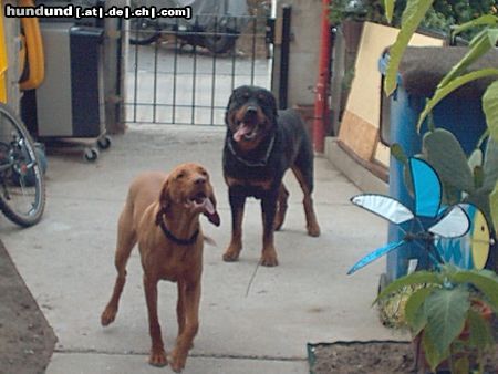 Kurzhaariger Ungarischer Vorstehhund Hunde Foto 13825 Kurzhaariger Ungarischer Vorstehhund mein freund tango