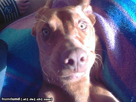 Kurzhaariger Ungarischer Vorstehhund Hunde Foto 13827 Kurzhaariger Ungarischer Vorstehhund was guckst du?