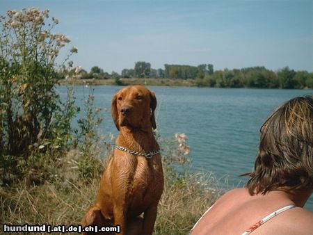 Kurzhaariger Ungarischer Vorstehhund Hunde Foto 13823 Kurzhaariger Ungarischer Vorstehhund ares aus worms 9 monate