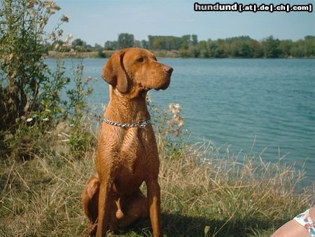 Kurzhaariger Ungarischer Vorstehhund Hunde Foto 13824 Kurzhaariger Ungarischer Vorstehhund are am see,9 mon.