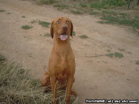 Kurzhaariger Ungarischer Vorstehhund Hunde Foto 13869 Kurzhaariger Ungarischer Vorstehhund ares von den nibelungen