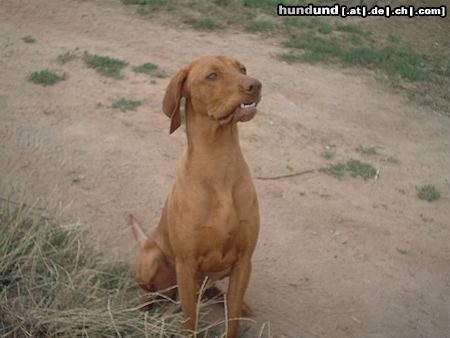 Kurzhaariger Ungarischer Vorstehhund Hunde Foto 13870 Kurzhaariger Ungarischer Vorstehhund ares 10 monate