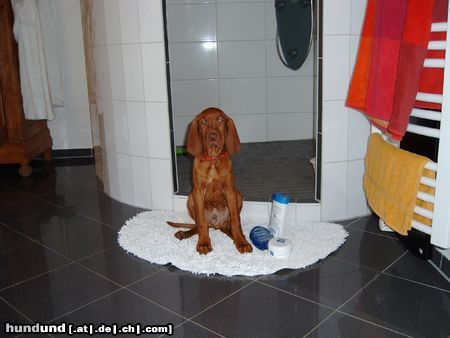 Kurzhaariger Ungarischer Vorstehhund Hunde Foto 12163 Kurzhaariger Ungarischer Vorstehhund Legolas, 14 Wochen, ..wie wär's mit einer Dusche?!