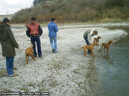 Kurzhaariger Ungarischer Vorstehhund Hunde Foto 13835 Kurzhaariger Ungarischer Vorstehhund meine geschwister lico,tito und afra